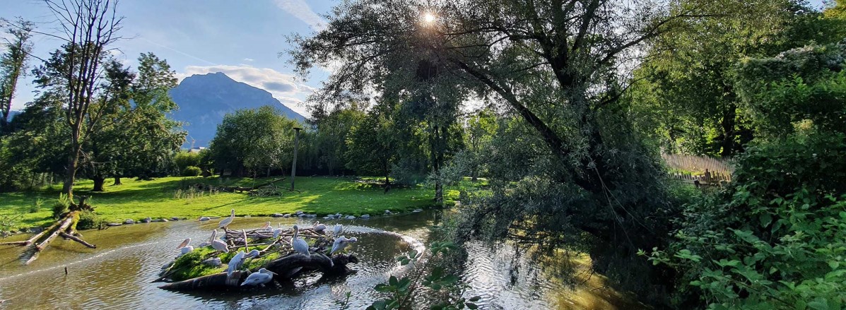 Pelikane vor dem Untersberg im Zoo Salzburg © TVB Puch - Gerber